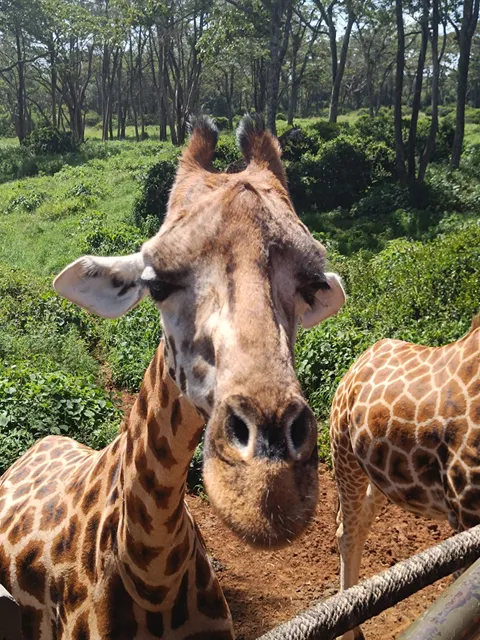 Giraffe Centre (Afew) K Ltd