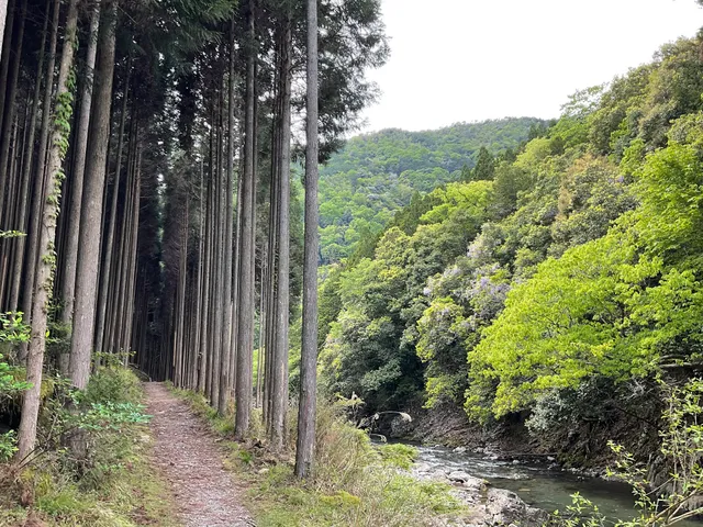 北山杉の並木道