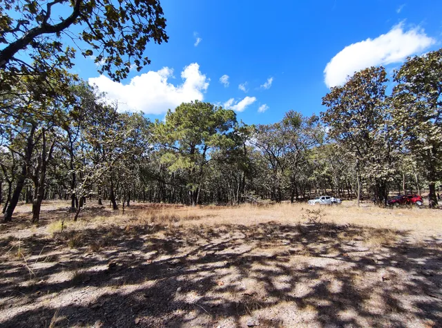 Bosque de la Primavera