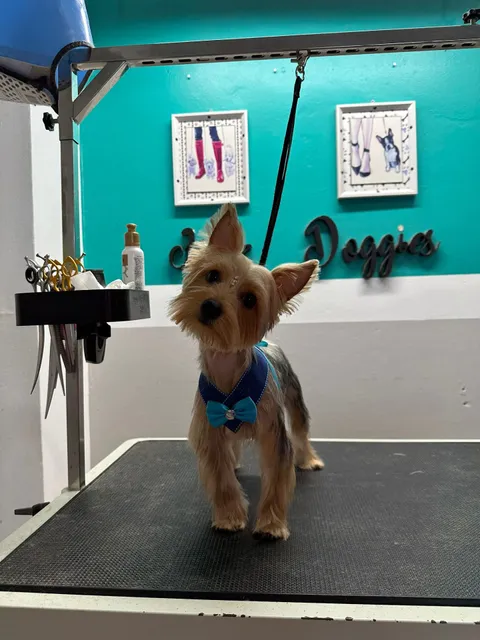 Fanzy Doggies Mayagüez Tienda