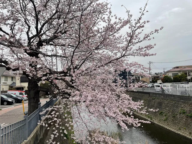 Hanami Bridge