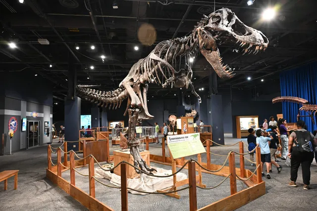 Dinosaur Exhibit