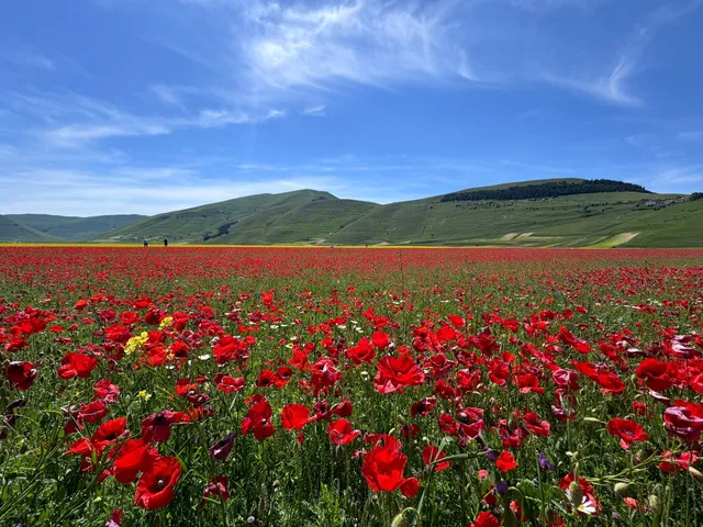 Bosco Italia Castelluccio di Norcia