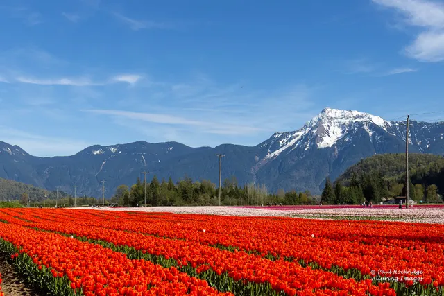 Harrison Tulip Festival