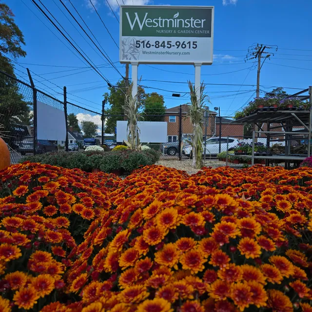 Westminster Nursery Gardens
