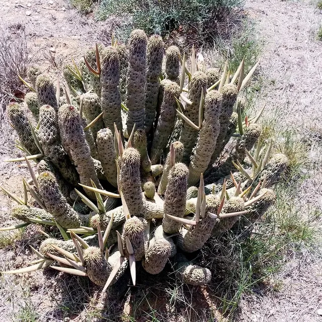 Karri Grove Kudu Cottage