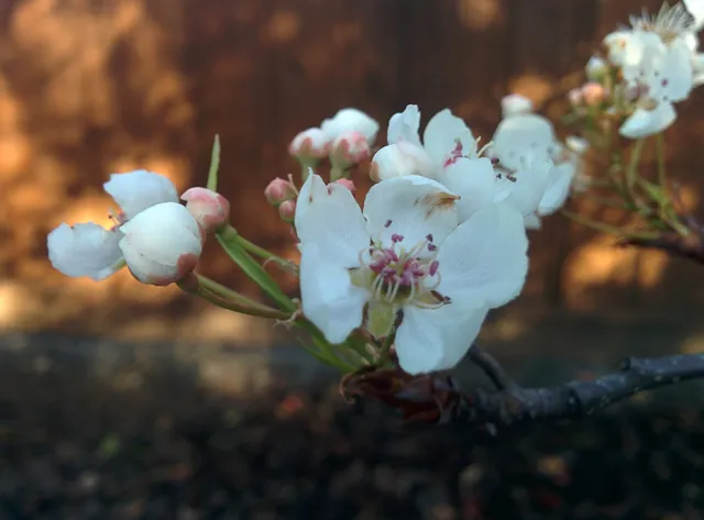 Joe's Trail at Cox and de Anza