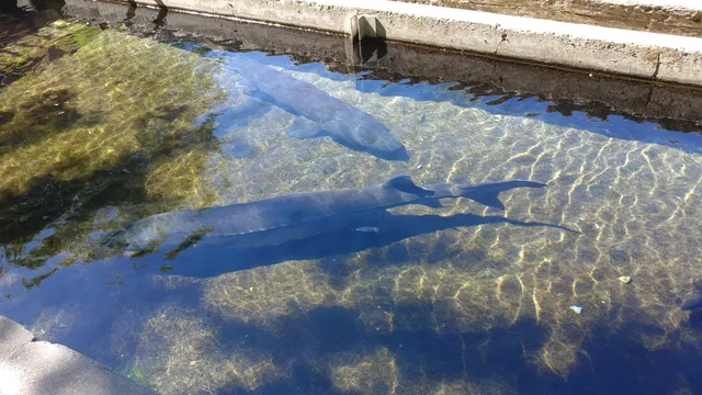 Hagerman National Fish Hatchery (IDFG)