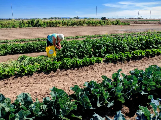 University of Arizona Yuma Agricultural Center