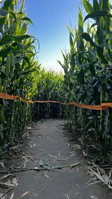 Bob’s farm corn maze