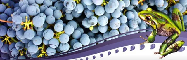 Ferguson Falls Wines Cafe