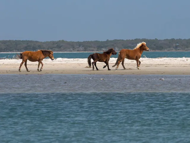 Shackleford Banks Shelling & Wild Horse Expedition