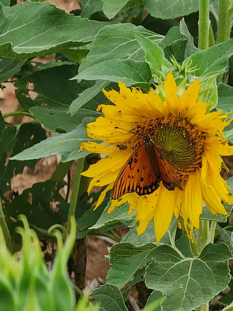 The Sunflower Experience