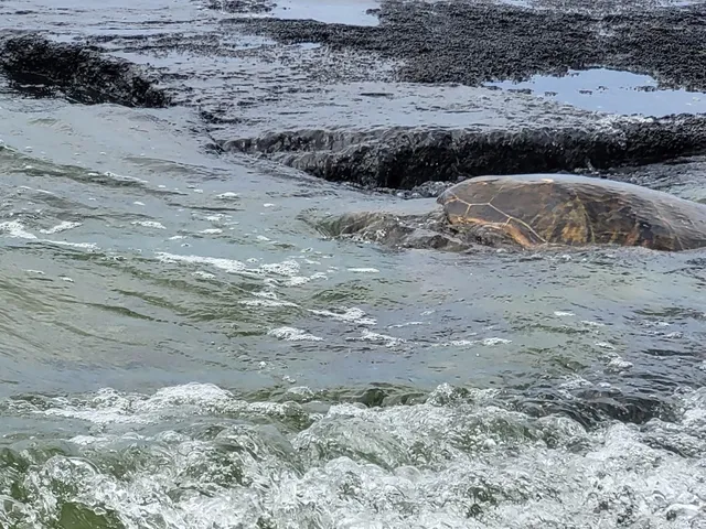 Turtle Site of Kaloko-Honokōhau National Historical Park