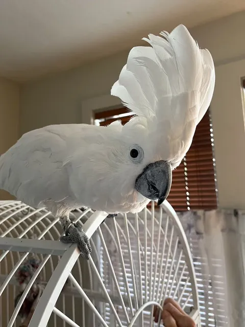 Seattle Parrot Rescue