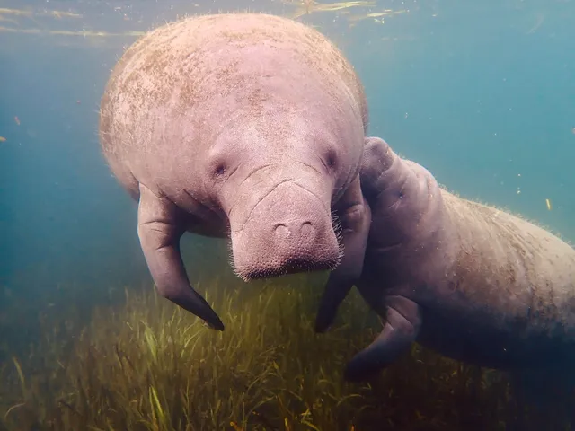 American Pro Diving Center-Swim With Manatees