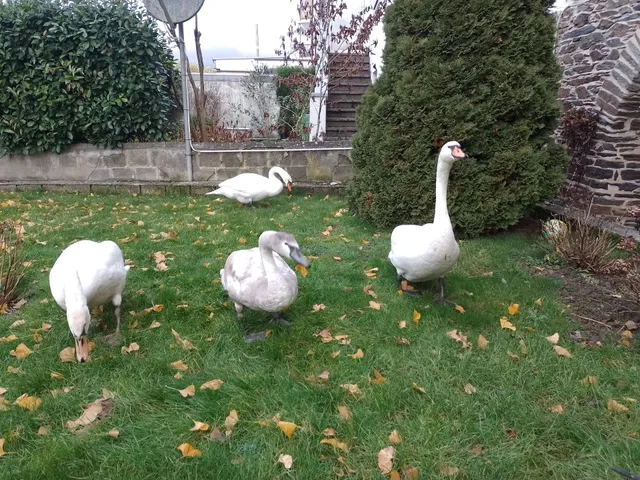 Ferienhaus Schwanennest