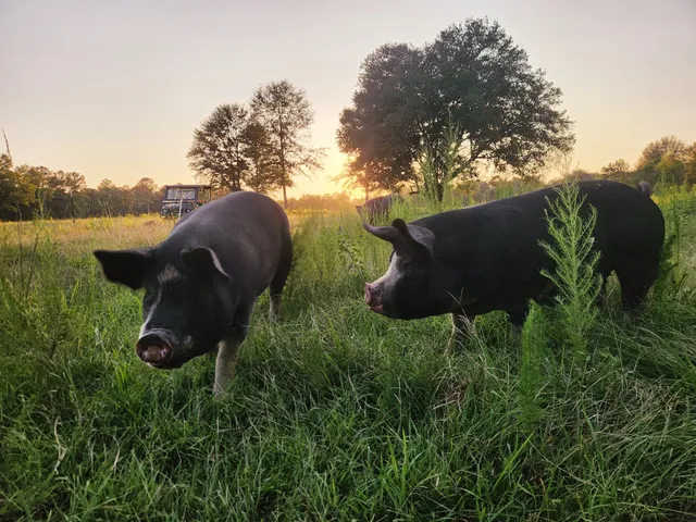 Pearl River Pastures