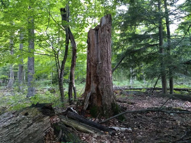 White Cliff Fen and Forest State Natural Area