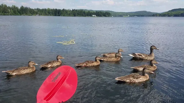 Tall Timber Lodge & Rainbow Grille