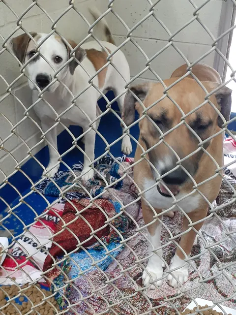 Escambia County Animal Shelter