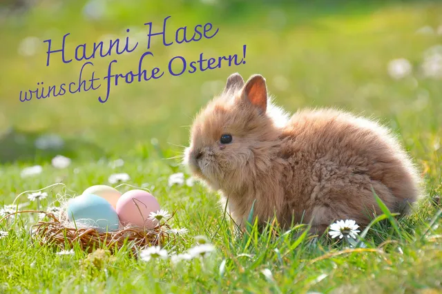 Hanni Hase