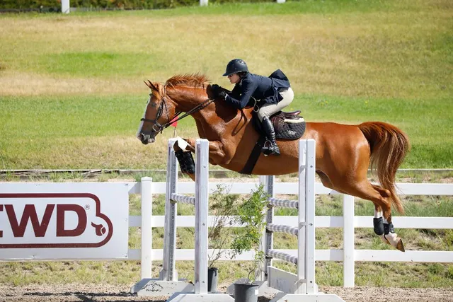 The Paddocks Stables