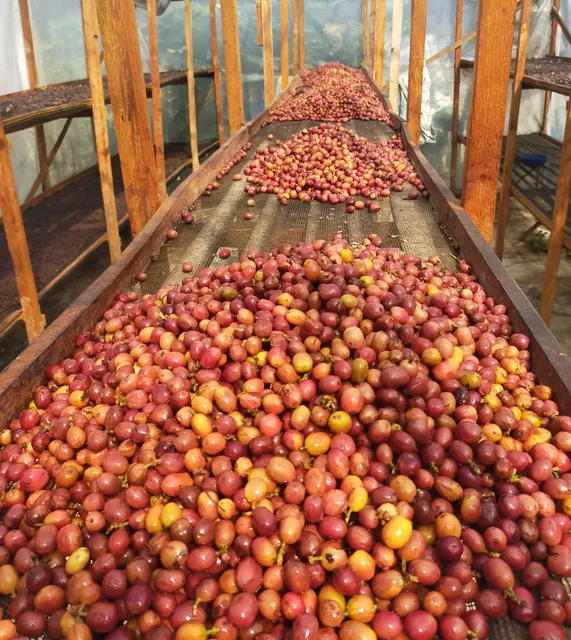 Oleh oleh Kopi gayo Kian mandiri kopi, Processing & Roastery