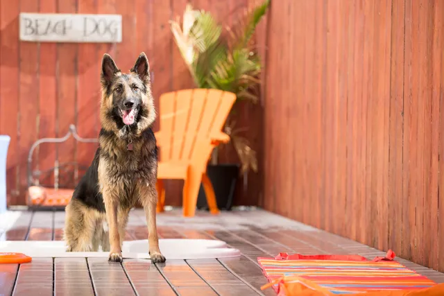 Wag Hotels - West Sacramento