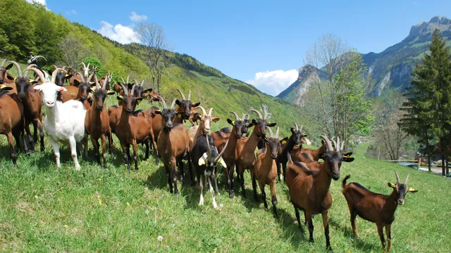 La Ferme du Petit Mont