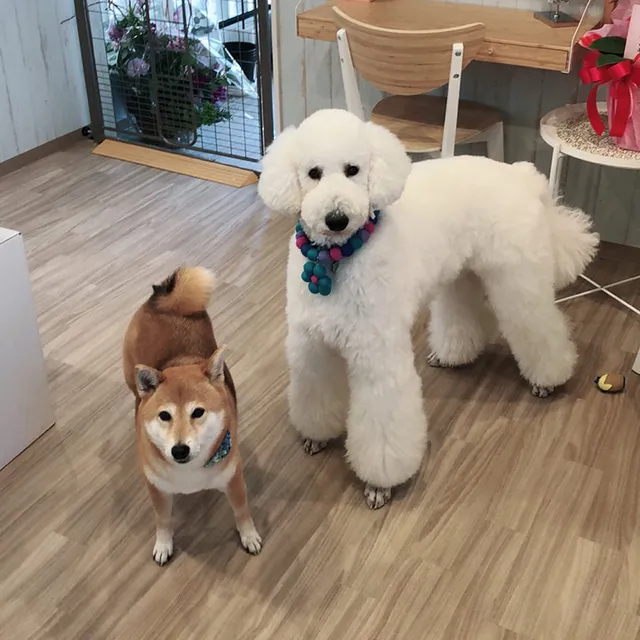 Dog space animo（ドッグスペースアニモ）