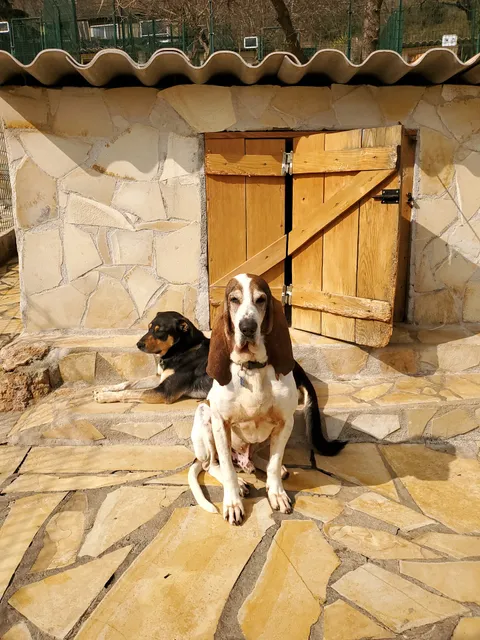 S.P.A.C.A Rescue Animals Protection Riviera