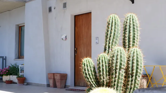 B&B del Cactus