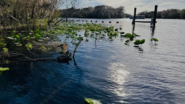 St John's River Cruises
