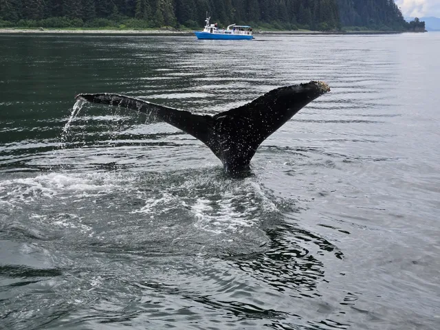 Hoonah Whale Tours