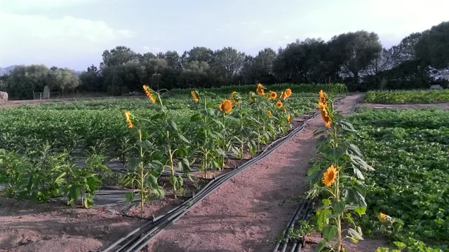 Agriturismo Prendas de Sole - Azienda agricola Biologica