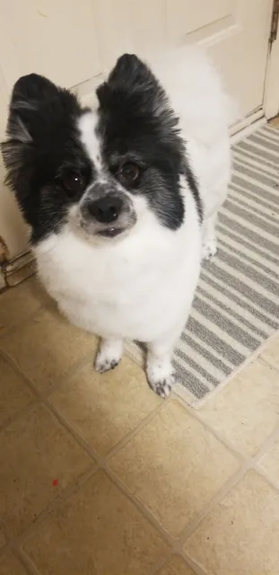 The Hound Playground