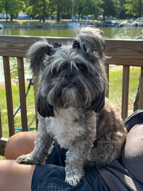 Shaggy Chic Pet Boutique