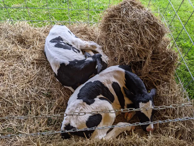 Barbland Farms & Dairy Inc la chancluda