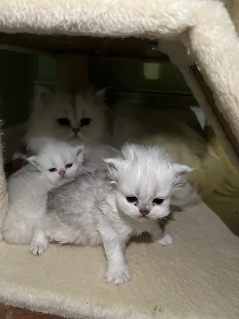 Cute Paws Cattery of New York