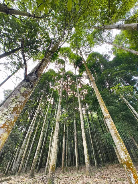 Forest Research Institute Malaysia (FRIM)