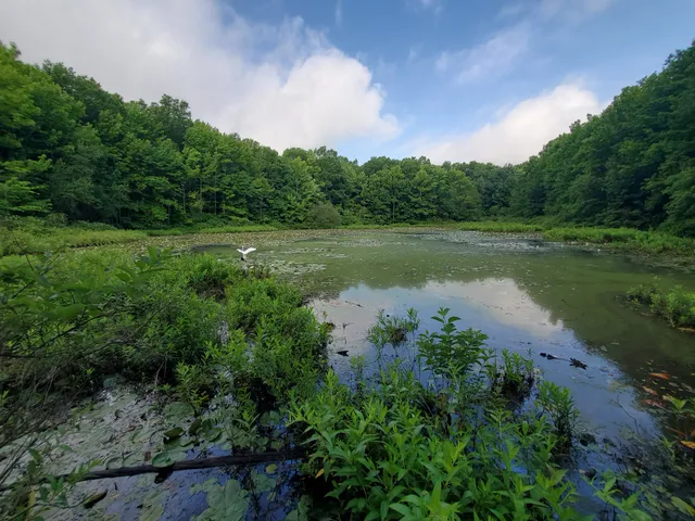 Blue Heron Pond