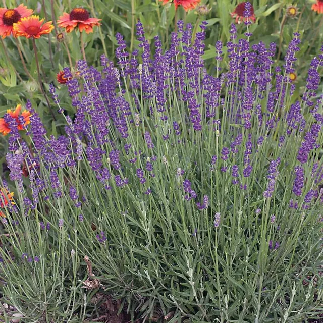 Cove Creek Lavender & Cut Flower Farm