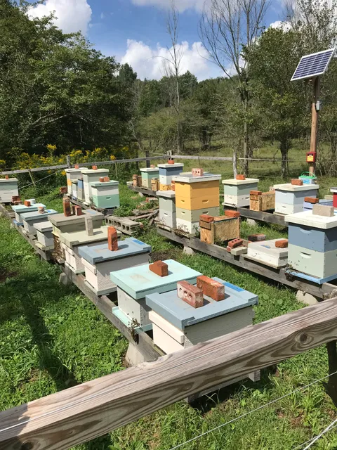 Chautauqua Apiary