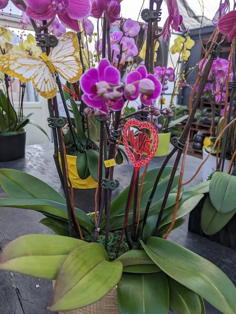 South Pacific Orchids Inc