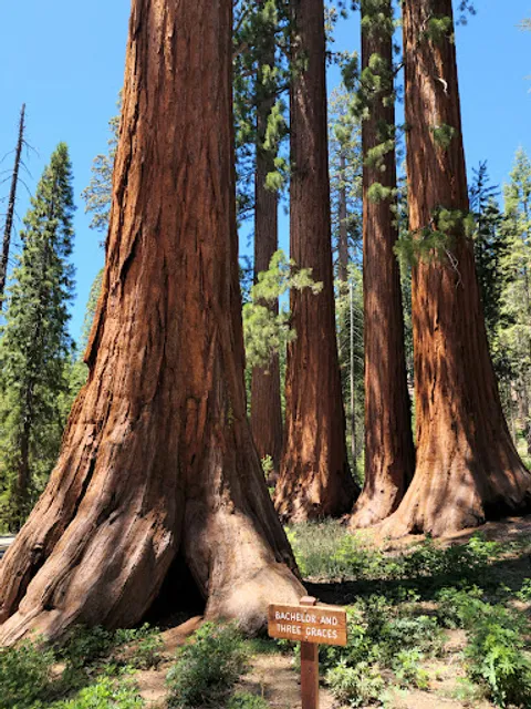 Yosemite - Mariposa Grove of Giant Sequoias