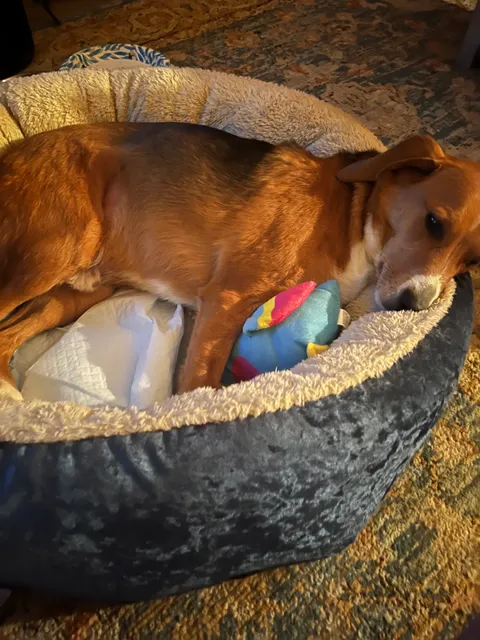 Green Camp Veterinary Clinic