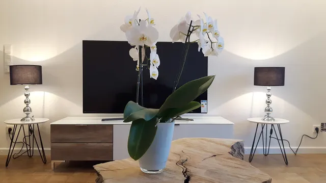 Das Platanenhaus - Ferienwohnung am Bodensee