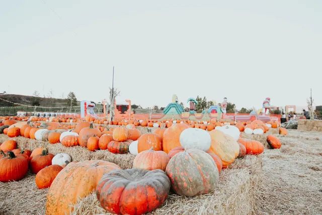 Pumpkin & Polar Palooza