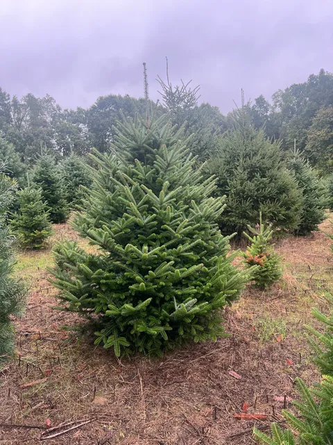 Addison Oaks Christmas Tree Farm